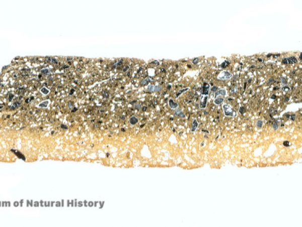Digital scan of cross section of thin section showing charcoal temper