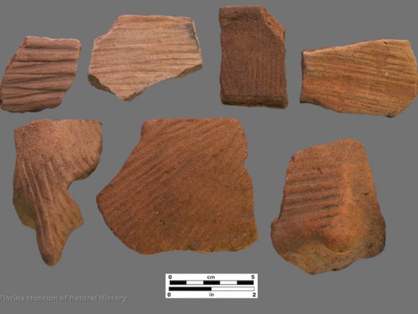 7 sherds with linear stamping