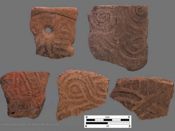 5 sherds with curvilinear complicated stamping