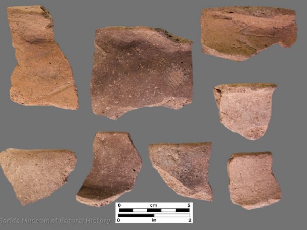 8 rim sherds of plain shell tempered pottery