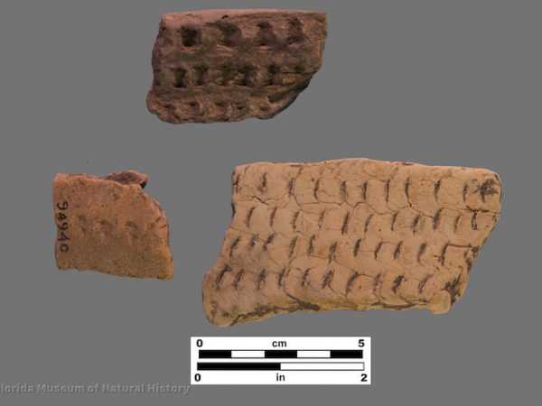3 sherds with fingernail impressions or pinching
