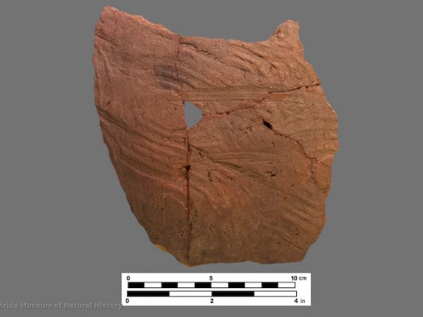 1 sherd of complicated stamped pottery with curvilinear design