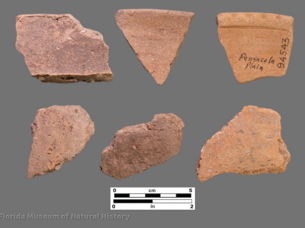 6 sherds of shell tempered pottery