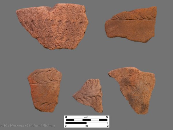 5 sherds with rocker stamping
