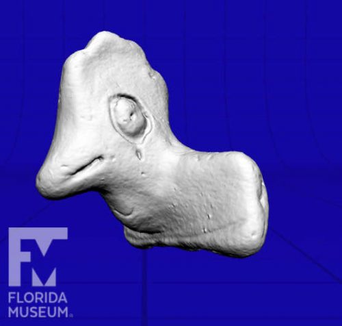 3D scan of Fort Walton period bird effigy