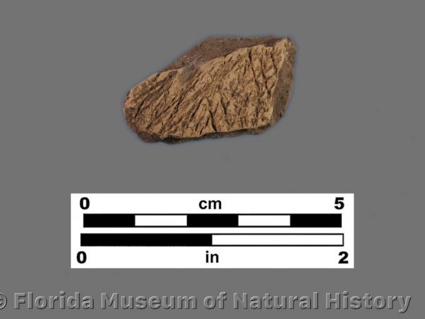 St. Johns Cord Marked