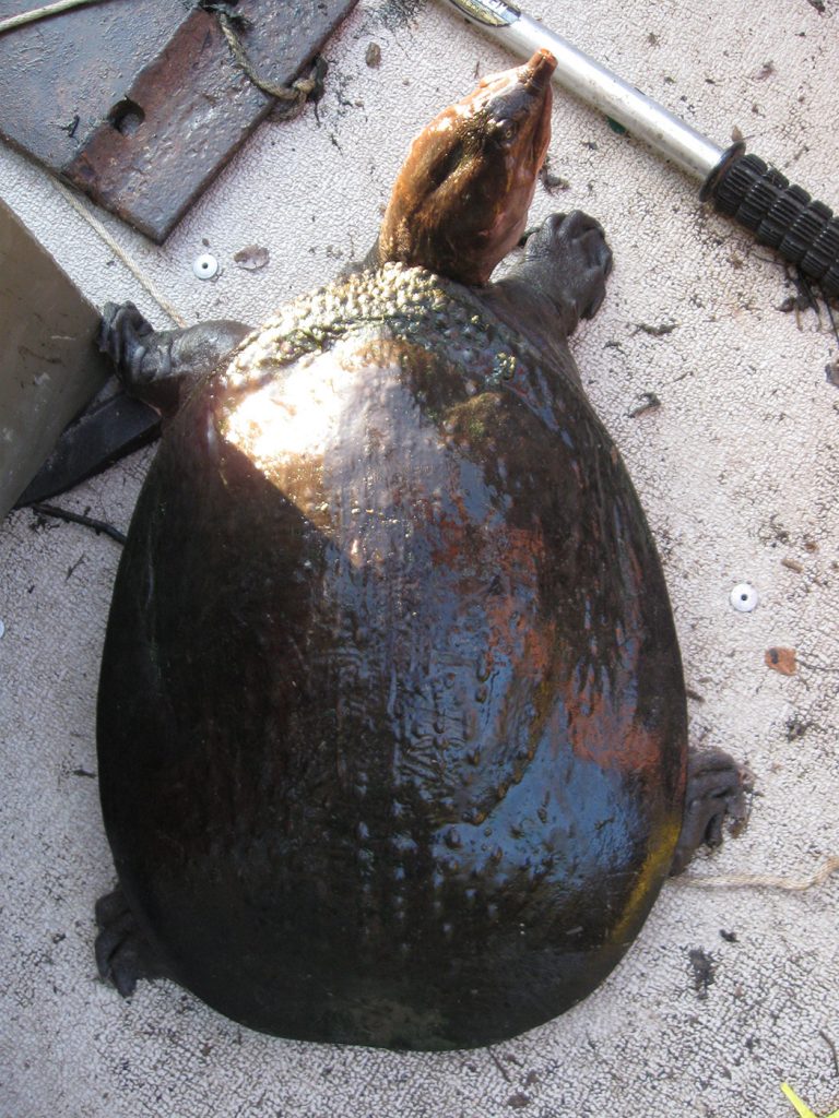 large oblong softshell turtle seen from above extending neck and nostrils