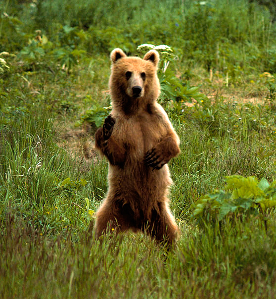 medium size brown bear standing on its hind legs and looking at the camera