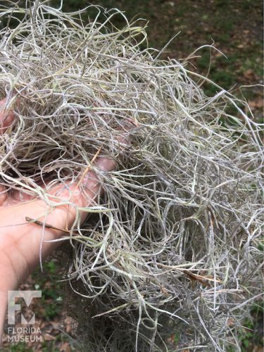 Handful of Spanish moss