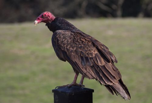 Turkey vulture