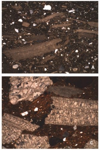 Comparison of modern shell temper (above) and fossil shell temper (below). Adapted from Sorresso and Quinn 2020