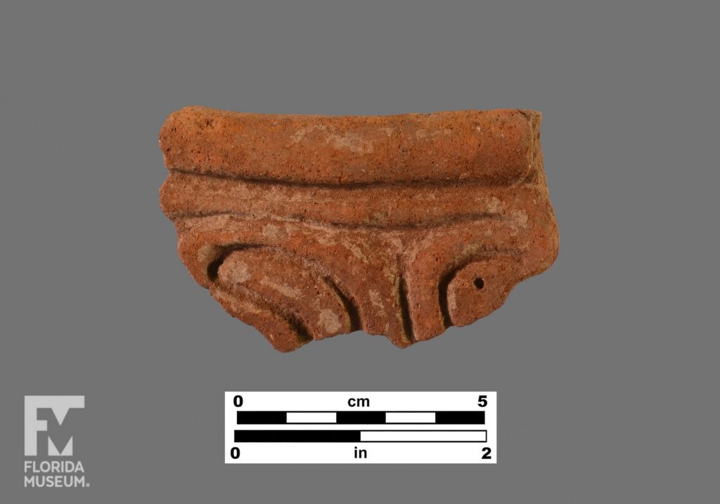 Formal artifact photo of a folded rim sherd with incising and punctation.