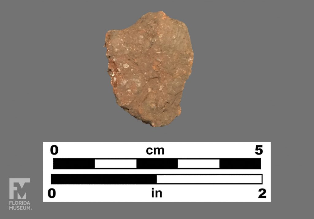 Formal artifact photo of a red sherd with visible white shell temper.