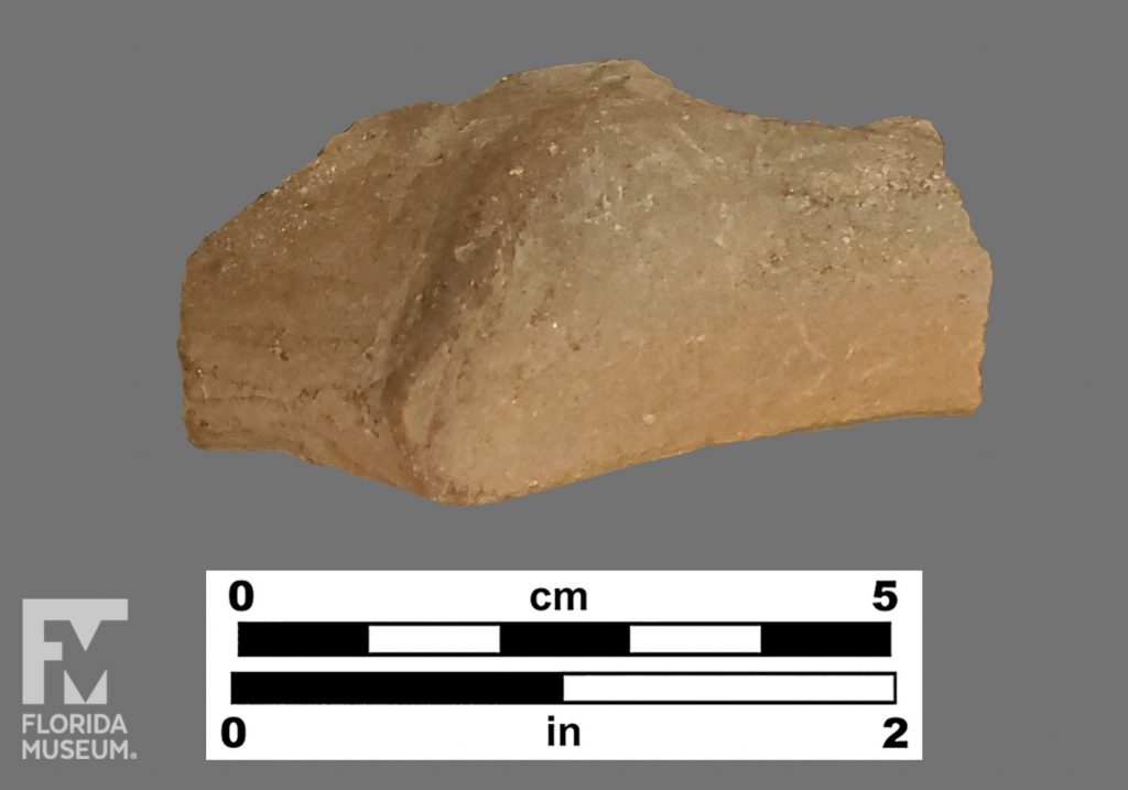 Formal artifact photo of a rim sherd, bulging in the center.