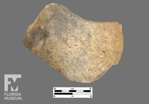 Formal artifact photo of a rim sherd.