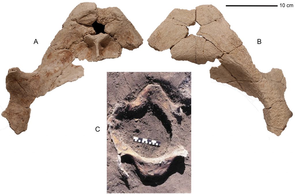 aratype plastron of Chelonoidis alburyorum keegani front and back