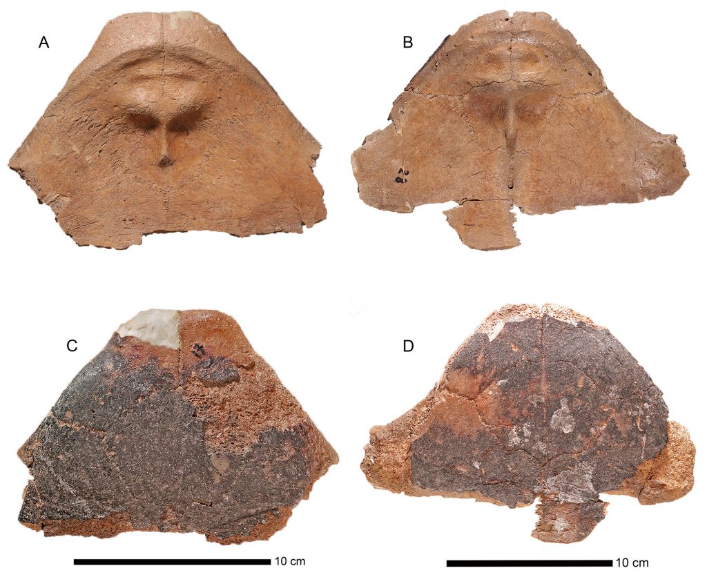 Paratype anterior plastra of Chelonoidis alburyorum keegani front and back