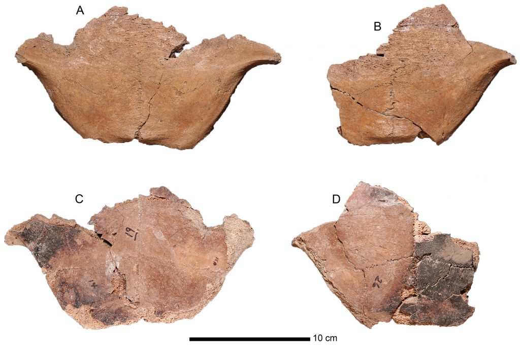 Paratype posterior plastra ofChelonoidis alburyorum keegani front and back