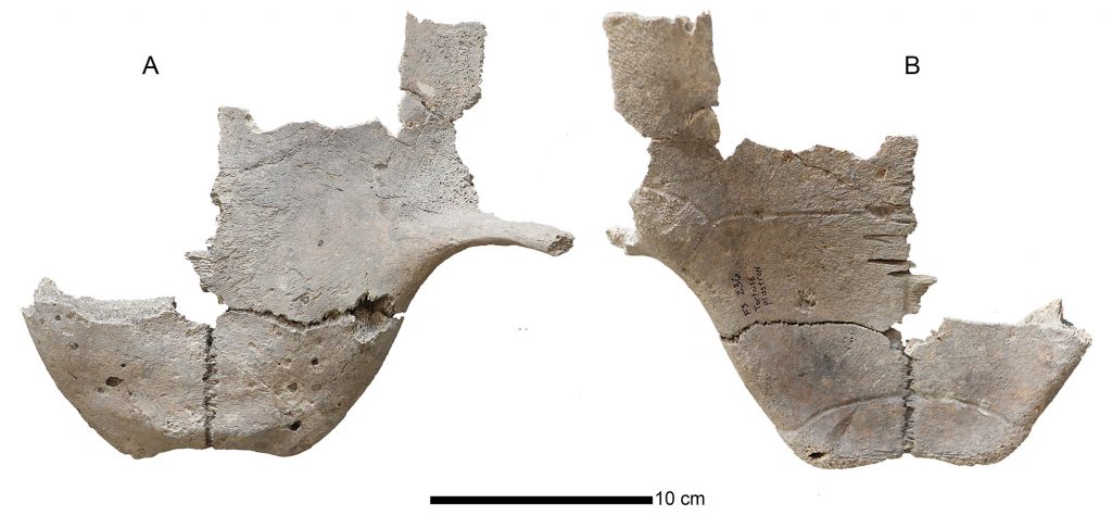 Paratype posterior plastron ofChelonoidis alburyorum keegani, front and back