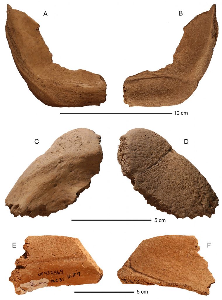 three rows of fossils, showing front and back of each