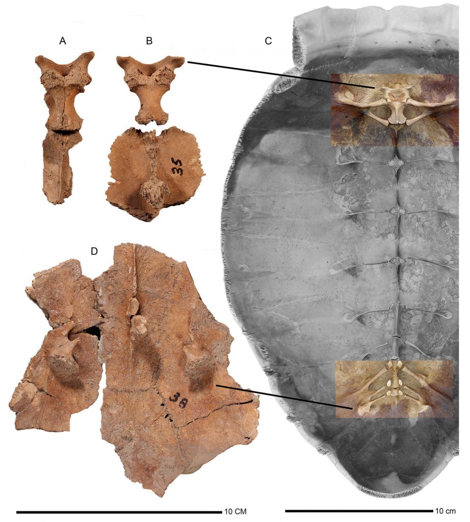 scan of the carapace with fossils