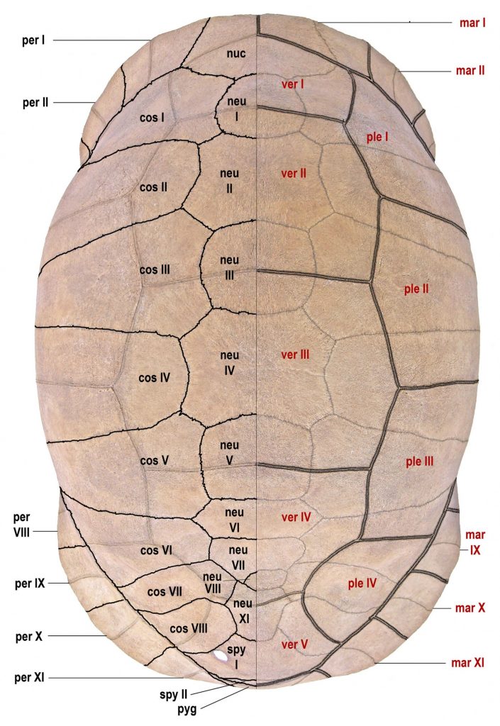 Carapace in dorsal aspect of Chelonoidis alburyorum alburyorum