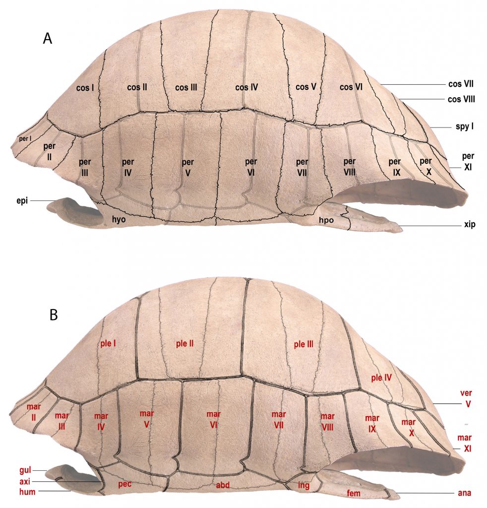 Carapace and plastron in lateral aspect of Chelonoidis alburyorum alburyorum