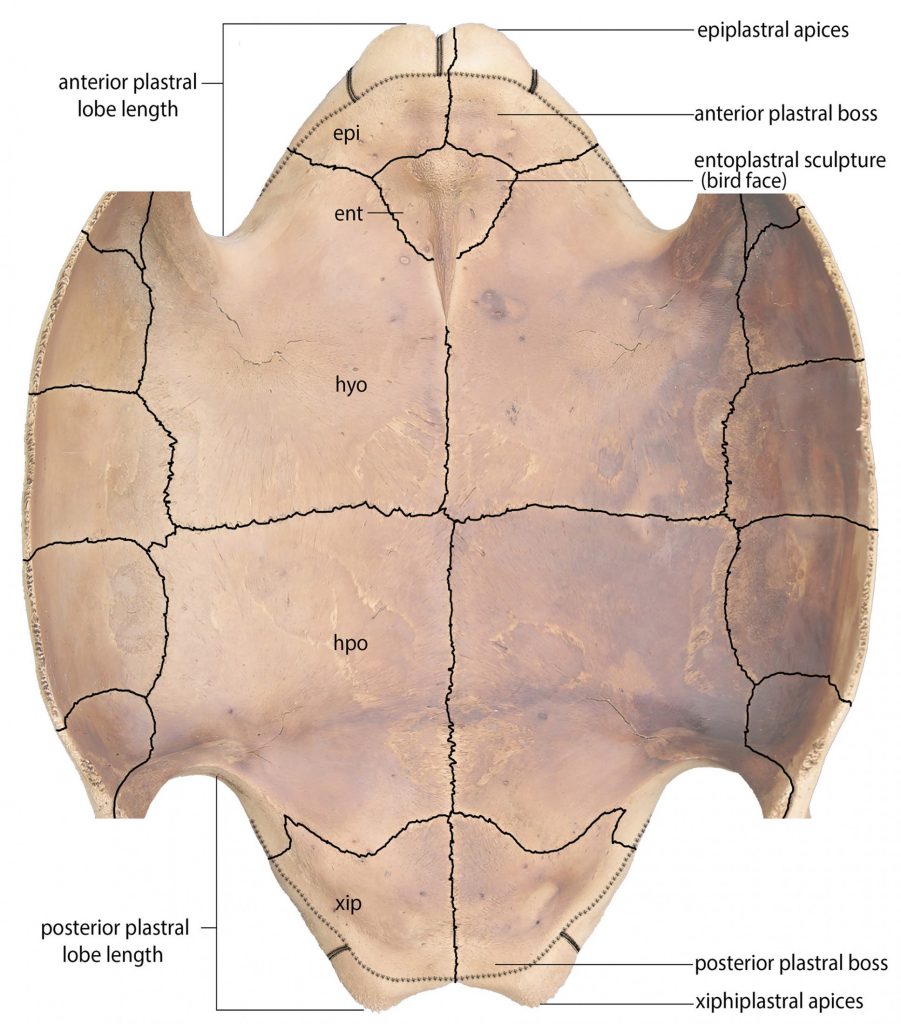 Plastron in dorsal (internal) aspect of Chelonoidis alburyorum alburyorum