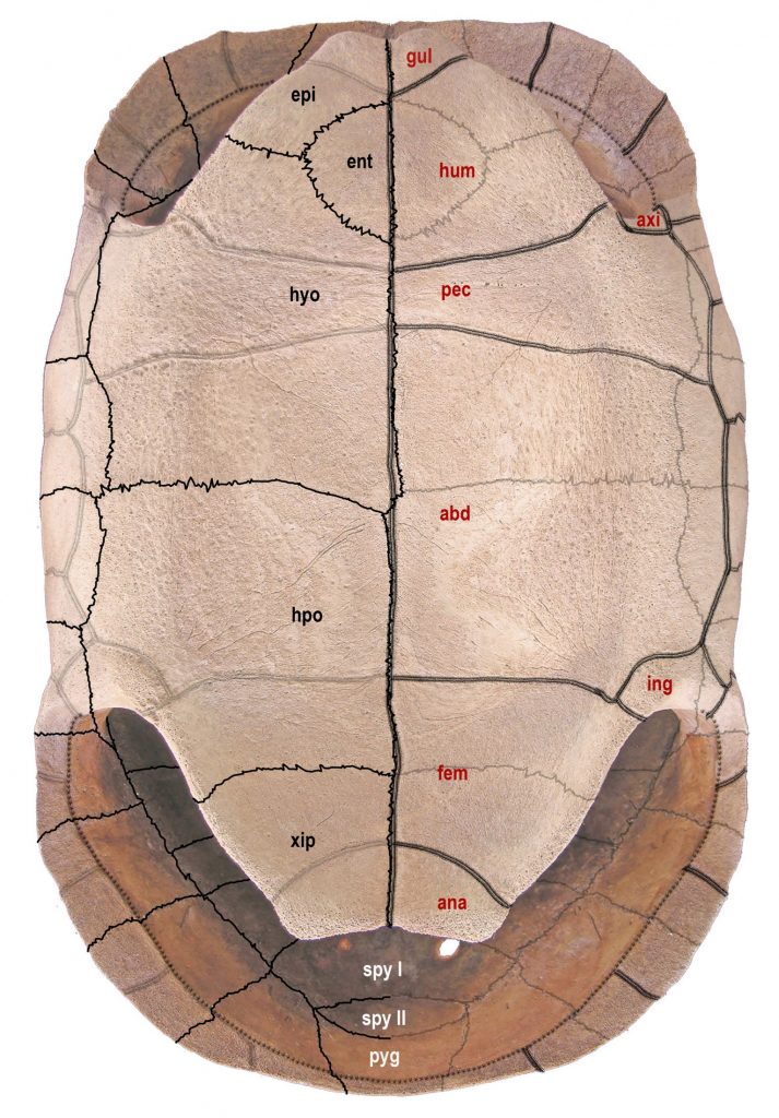 ventral (external) aspect of Chelonoidis alburyorum alburyorum