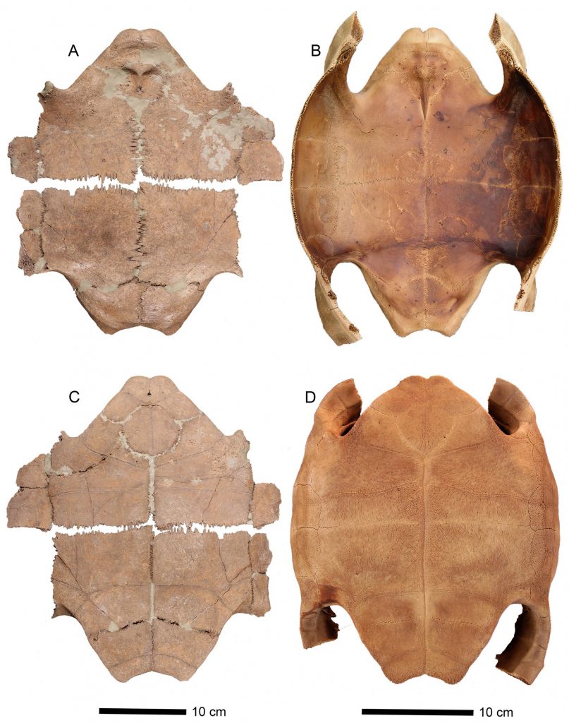 Holotype plastron of Chelonoidis alburyorum keegani