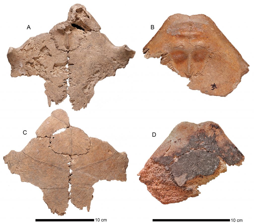 Paratype anterior plastra of Chelonoidis alburyorum keegani