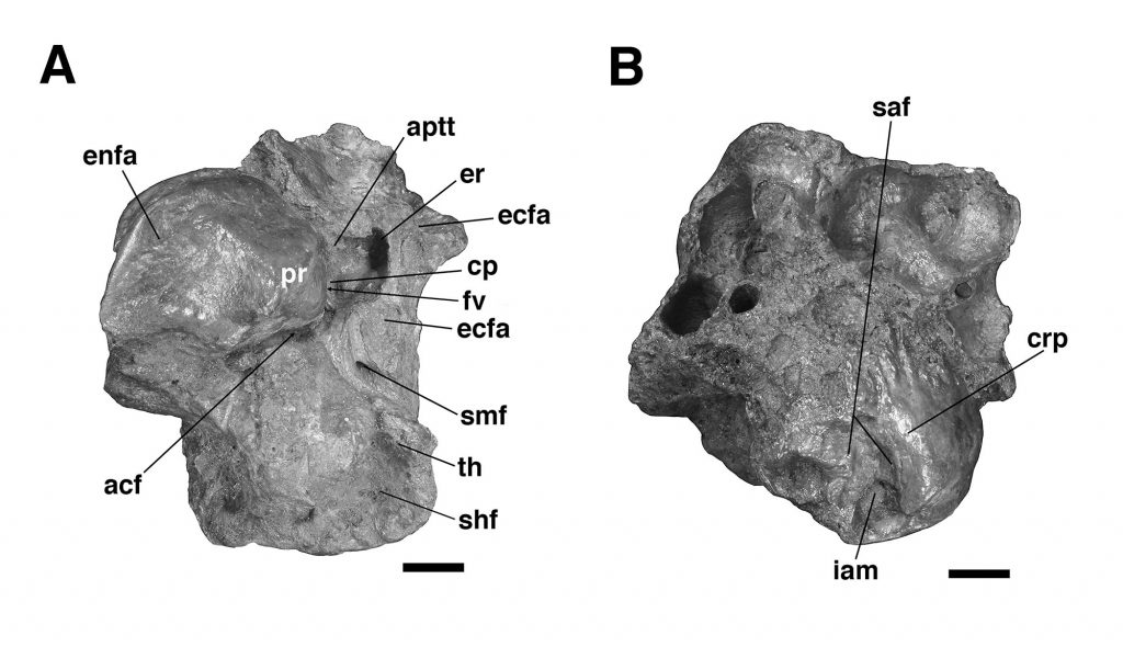 Isolated left petrosal (UF 240205) of Glossotherium tropicorum from Pleistocene tar pits of Trinidad