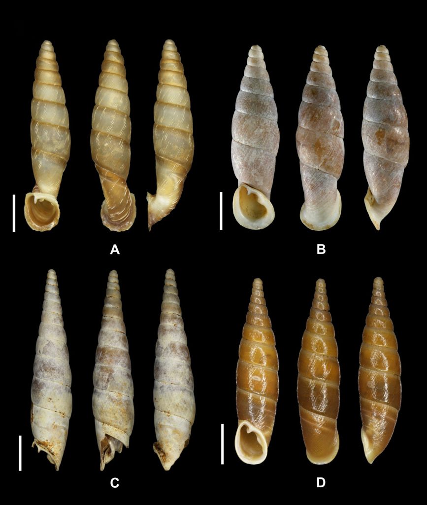 photo of Indonenia excellens, Oospira insignis, Oospira malaisei and Oospira mongmitensis each photographed from the front, back and side.