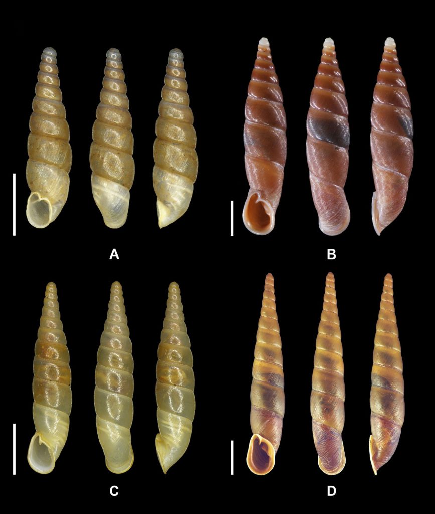 photos of Oospira naga, Oospira penangensis, Oospira sardicola and Phaedusa bocki thompsoni each photographed from the front, back and side.