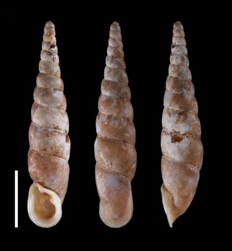 photo of Phaedusa theobaldi photographed from the front, back and side.