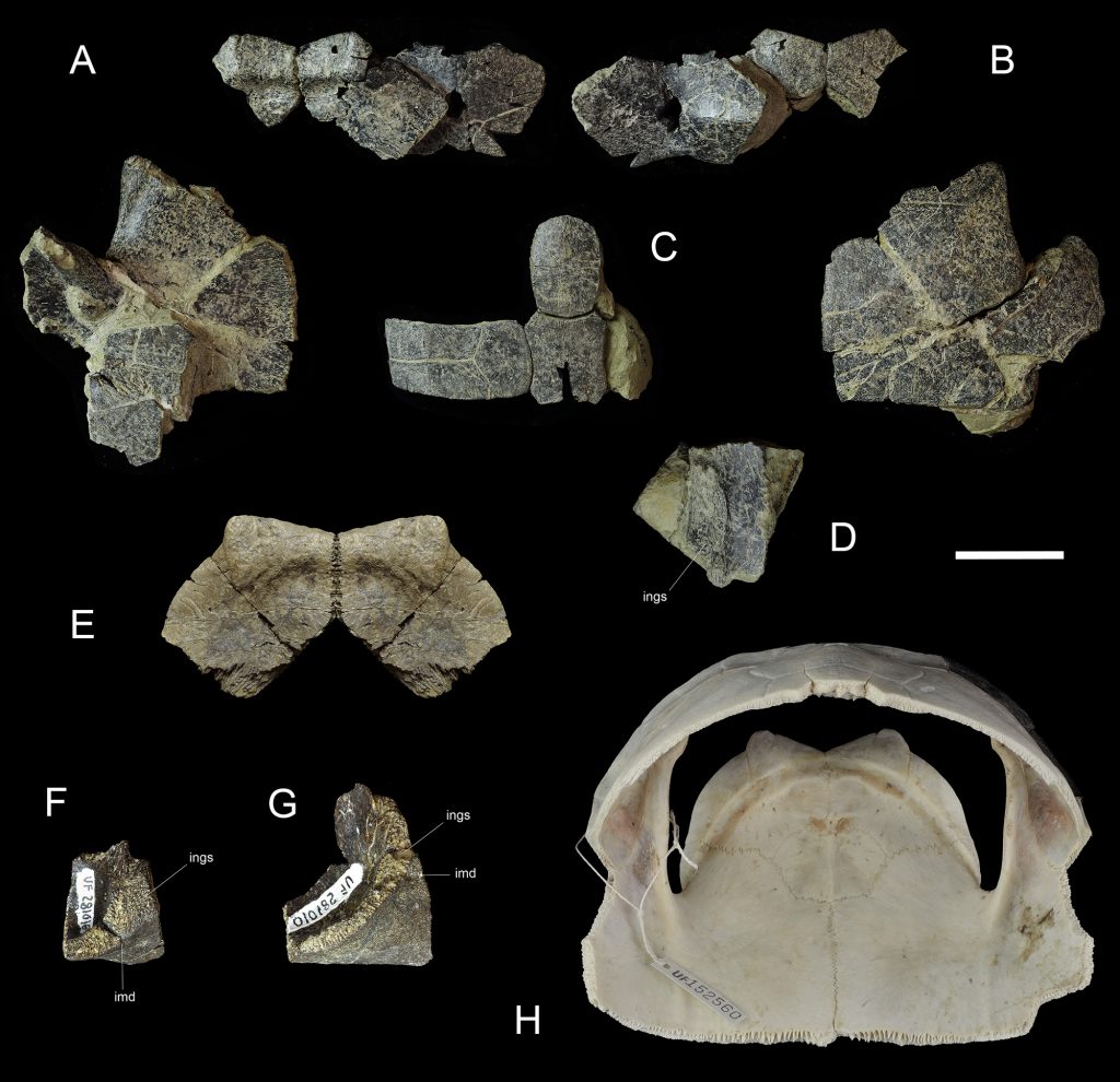 Early Miocene rhinoclemmydines from Panama items are labled A-H
