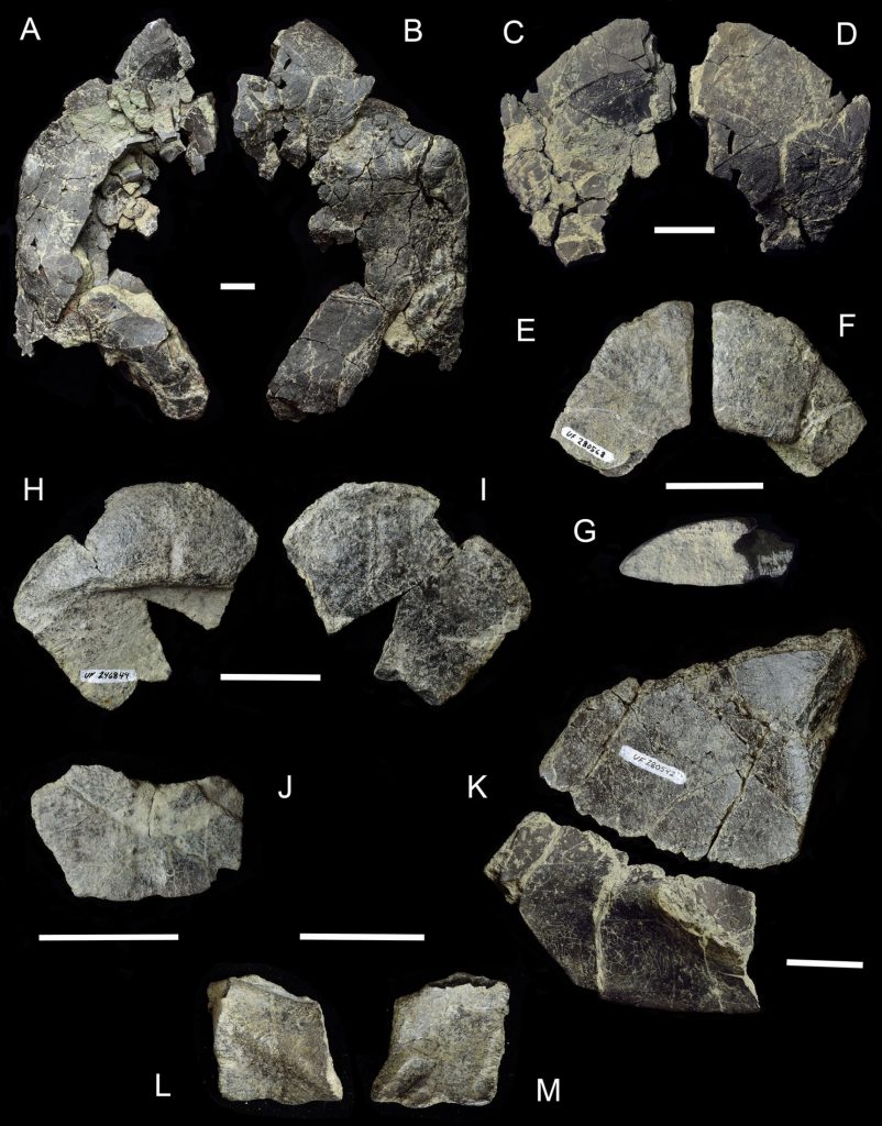 Chelonians from the Las Cascadas Formation at El Lirio Norte, Panama, items labled A-I