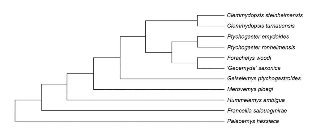Single most parsimonious tree using the matrix of Hervet