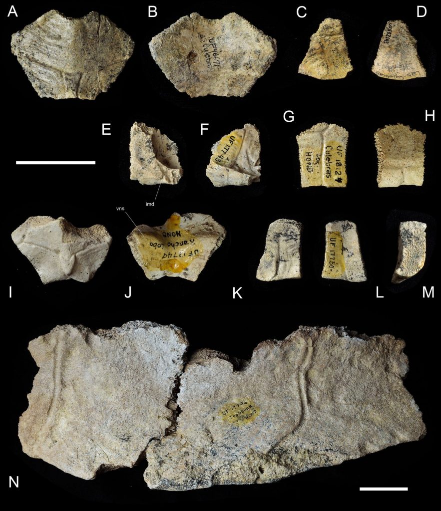Testudinoids from the Gracias Formation, Honduras