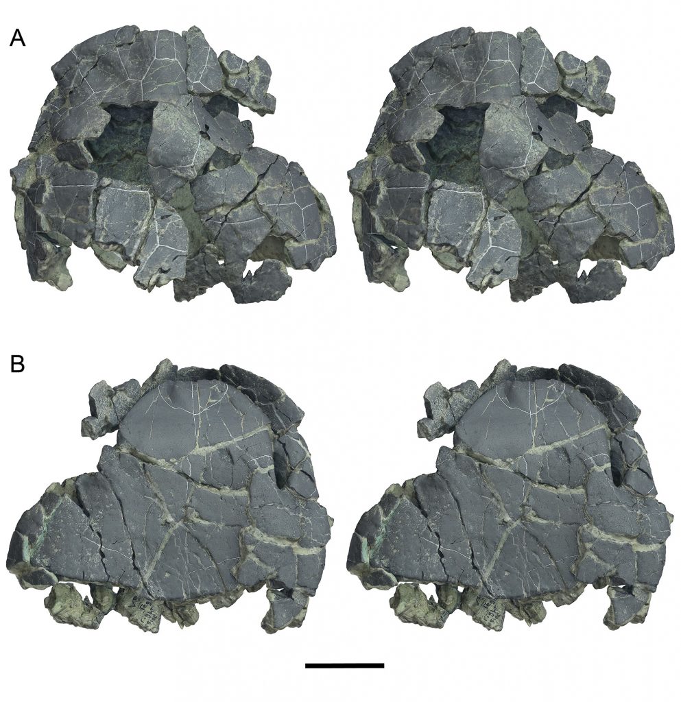 Photogrammetry stereographs of Forachelys woodi, holotype UF 280569.
