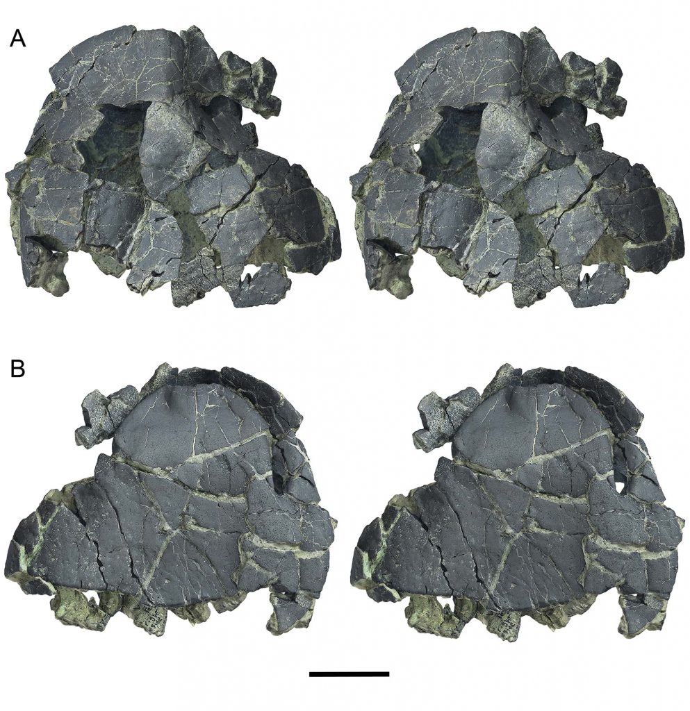 Photogrammetry stereographs of Forachelys woodi, holotype UF 280569.
