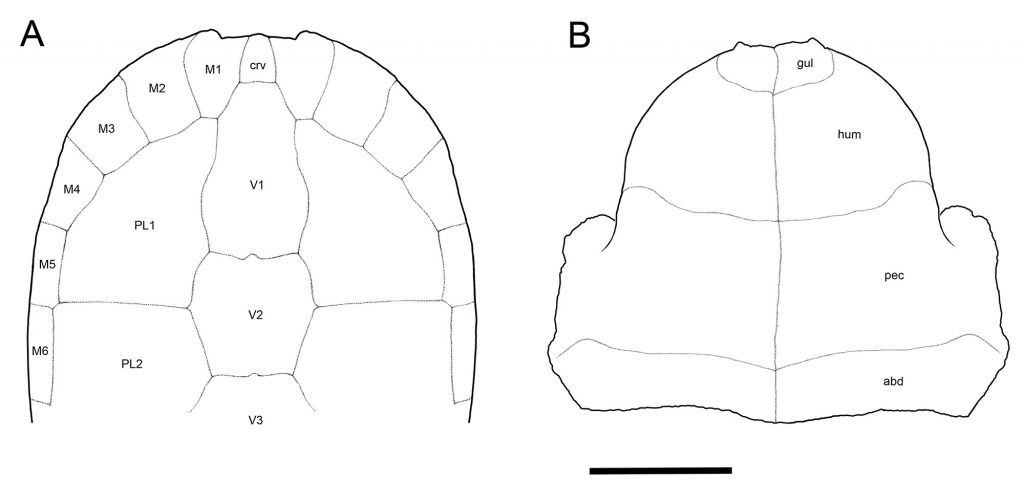 line illustration of Anterior shell reconstruction of Forachelys woodi in dorsal view and ventral view 