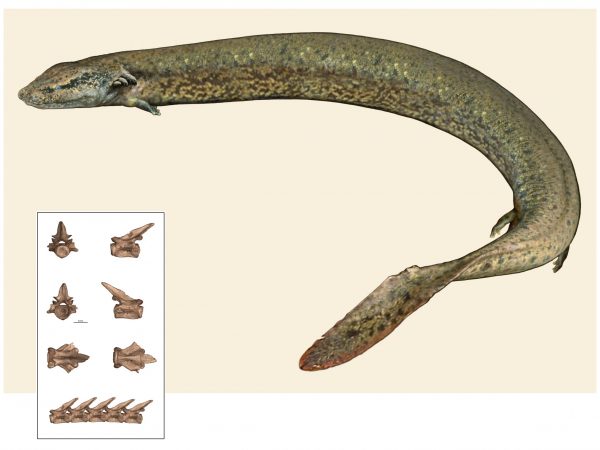 Illustration of extinct salamander