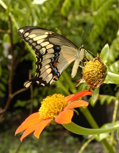 yellow and black butterfly on an orange flower