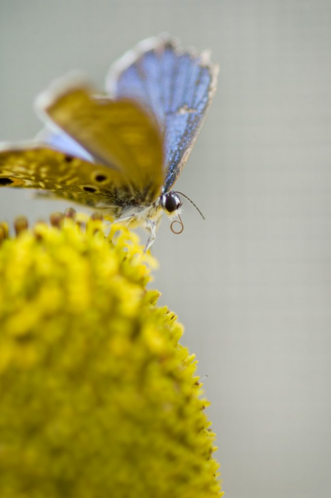 small blue-grey butterfly sits on a yellow flower.