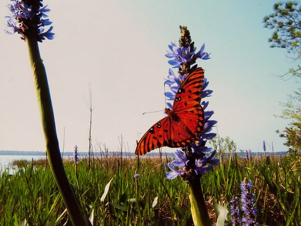 Honorable Mention • Dan M. Rountree • Gainesville, FL