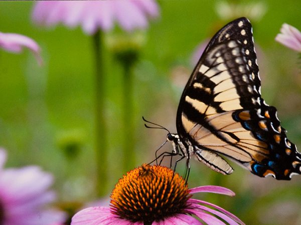 2nd place • Val Oppenheim • Gainesville, FL