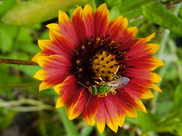 1st place • Bridget Lanier • Bradenton, FL