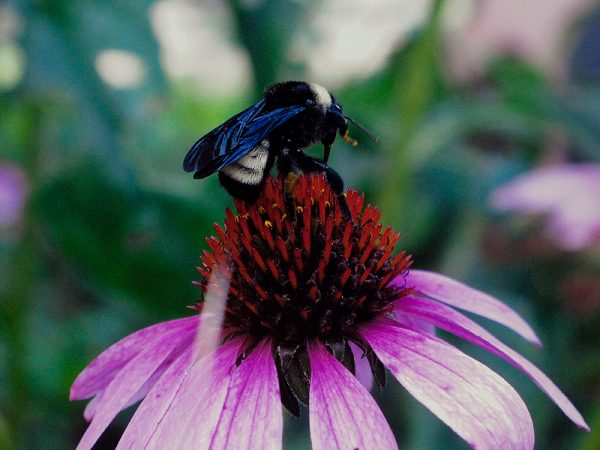 2nd place • Collin Kane • Gainesville, FL