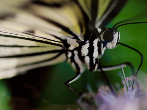 3rd place • Joshua Martindale • Buford, GA